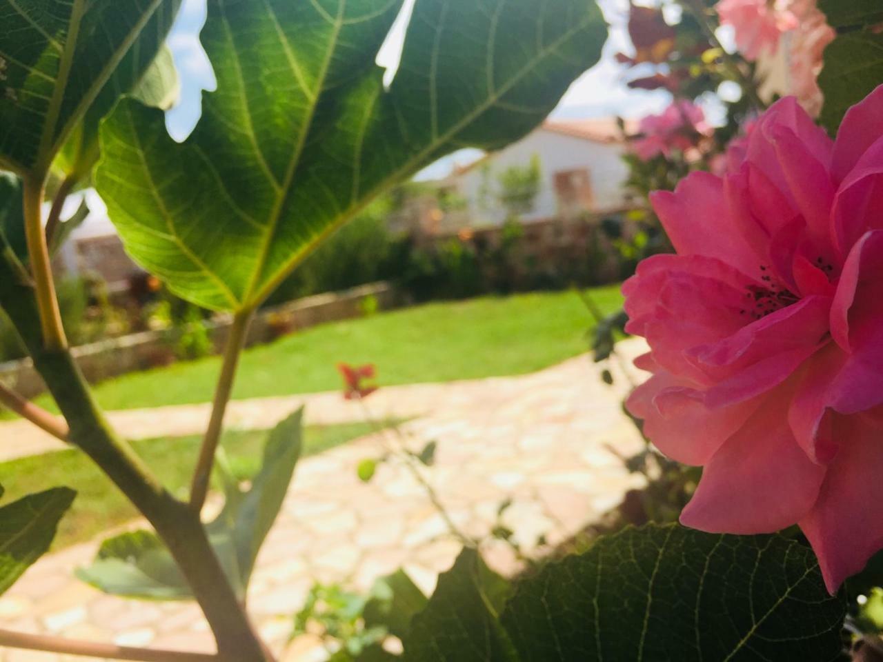 Guesthouse Cankaj Εξαμίλιο Εξωτερικό φωτογραφία